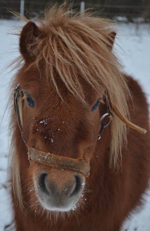 Miniature Laban billede 19