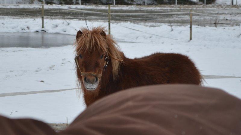 Miniature Laban billede 20