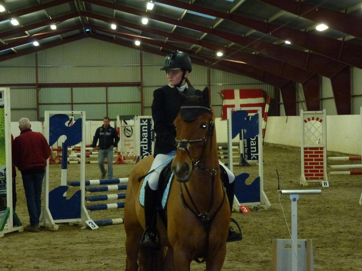 Anden særlig race Casmir billede 9