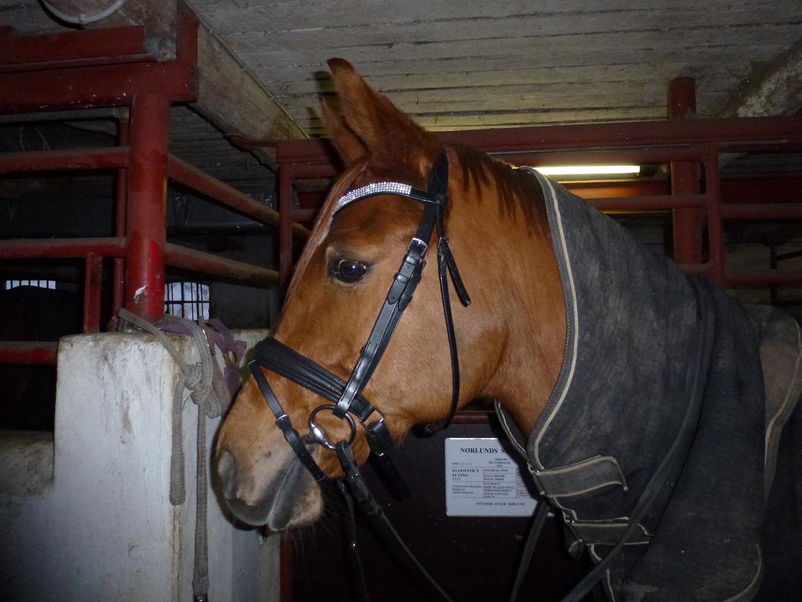 Anden særlig race Casmir billede 5