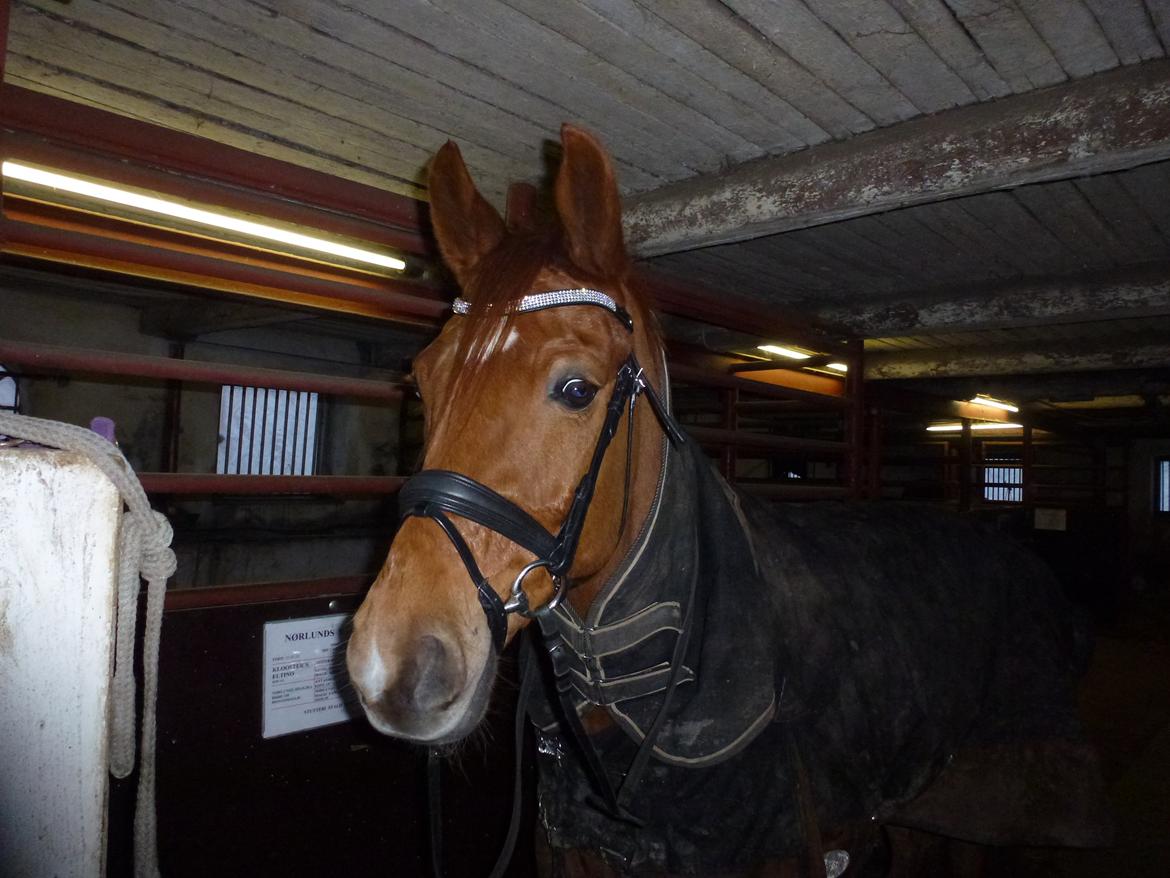 Anden særlig race Casmir billede 4