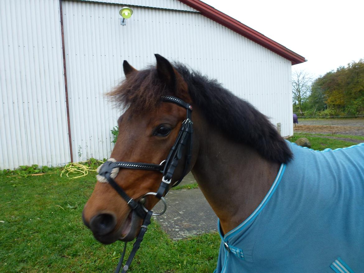 Anden særlig race Thanehøjs Mads billede 1