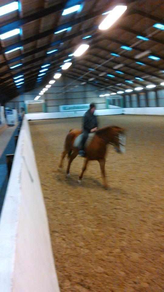 Anden særlig race Lions - 25/1-14<3 Til part! Dejlig galop tur!<3<3 :D Billed taget a Far! <3 :D billede 20