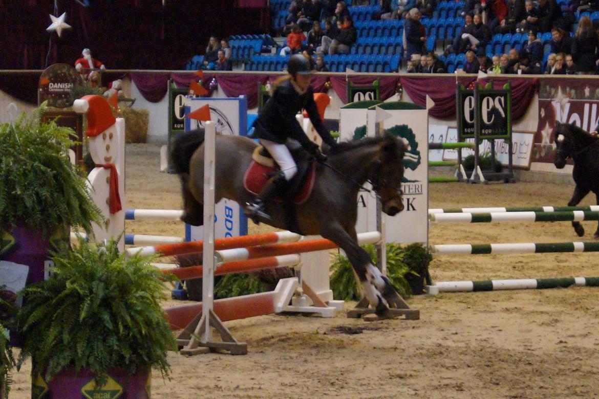 Anden særlig race Thanehøjs Mads billede 27