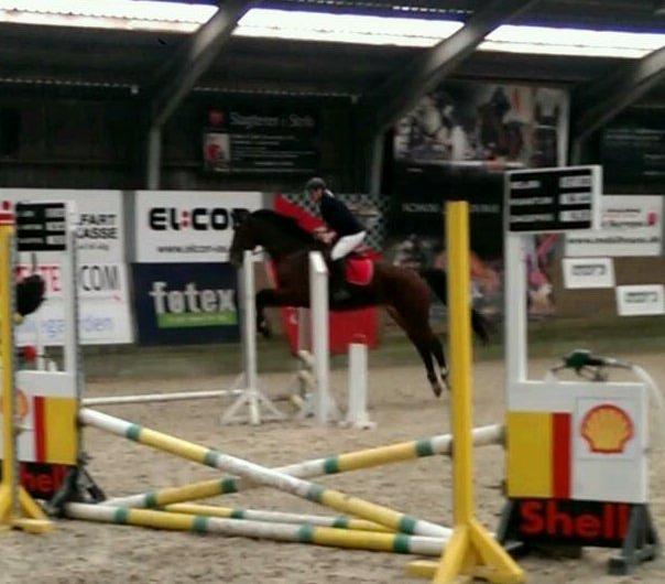 Dansk Varmblod Kronborgdiges Flika. ( låne hest) billede 20