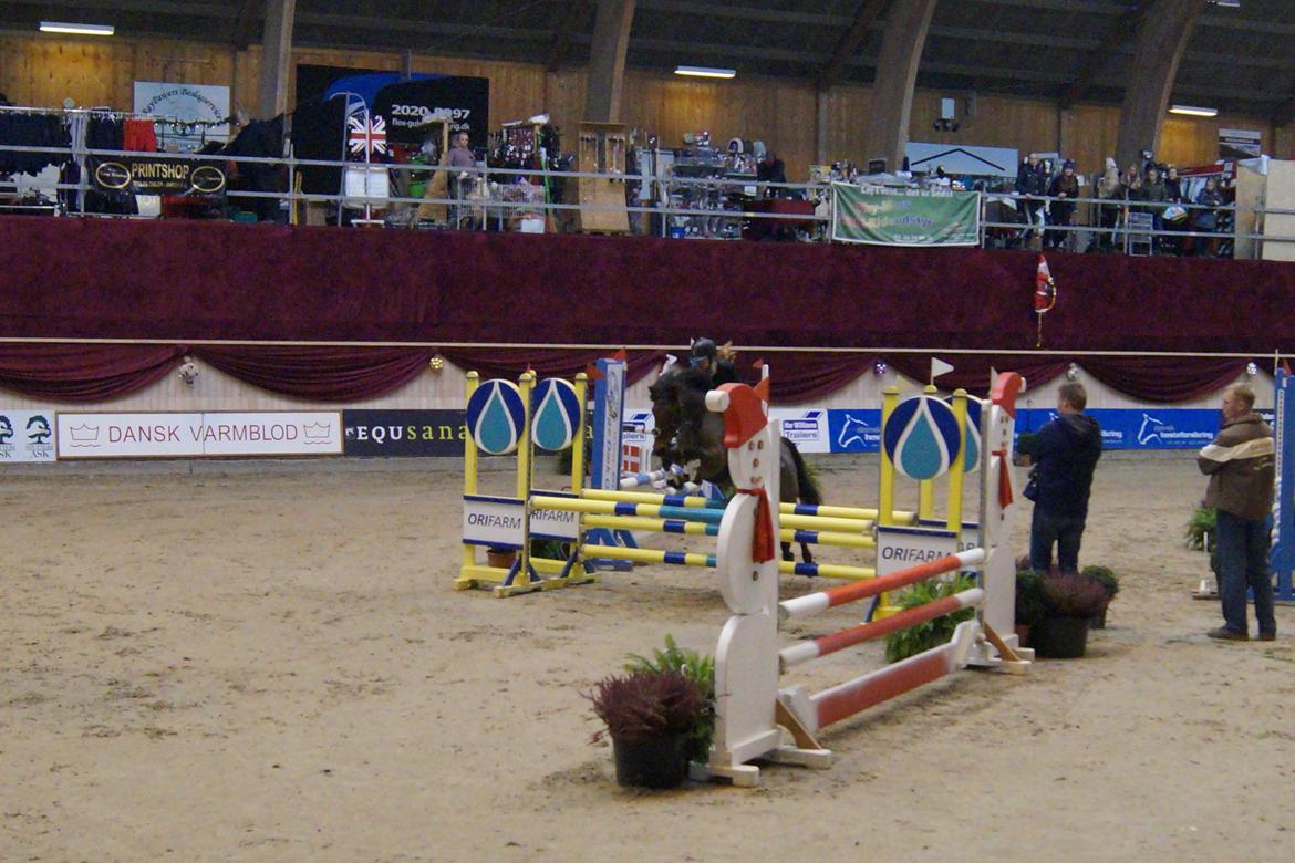 Anden særlig race Thanehøjs Mads billede 30