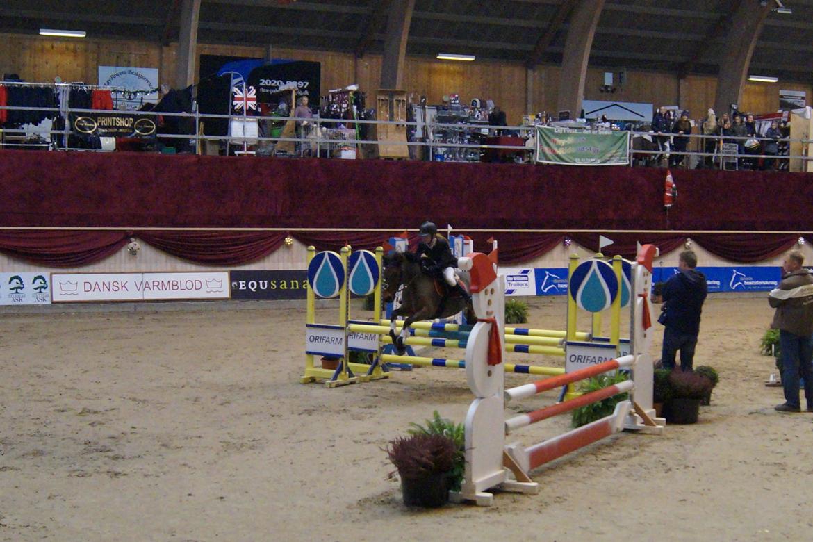 Anden særlig race Thanehøjs Mads billede 31