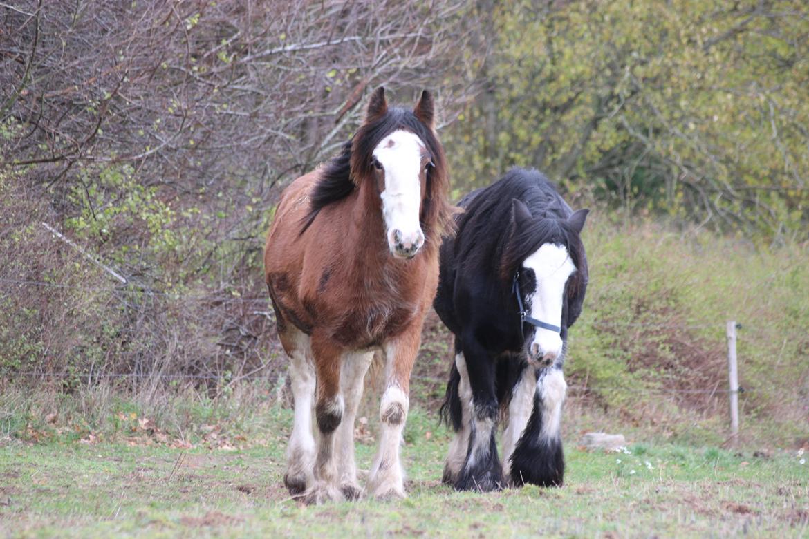 Tinker Nautrup's Noma Abilluca billede 3