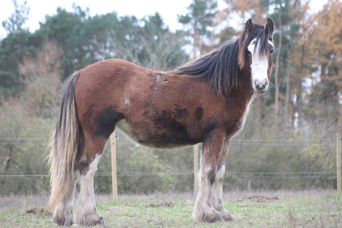 Tinker Nautrup's Noma Abilluca billede 2