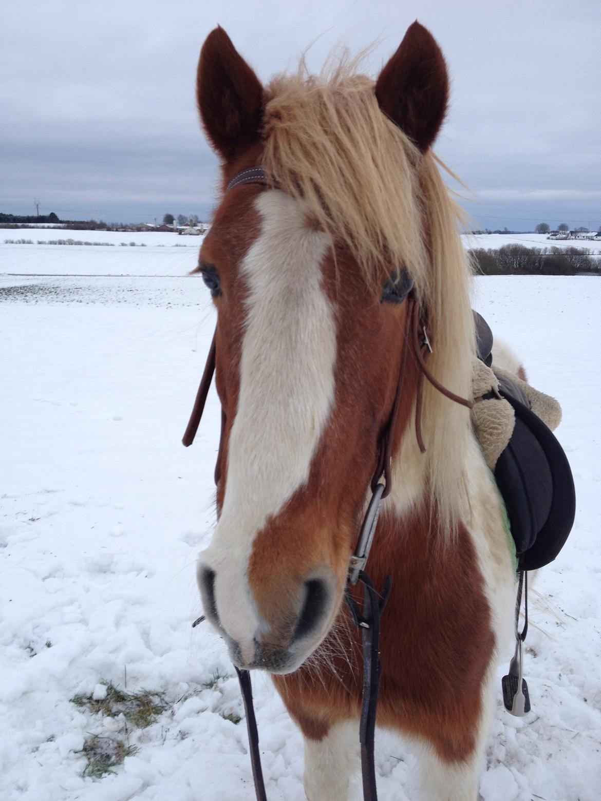 Anden særlig race Grøn Tuborg billede 3