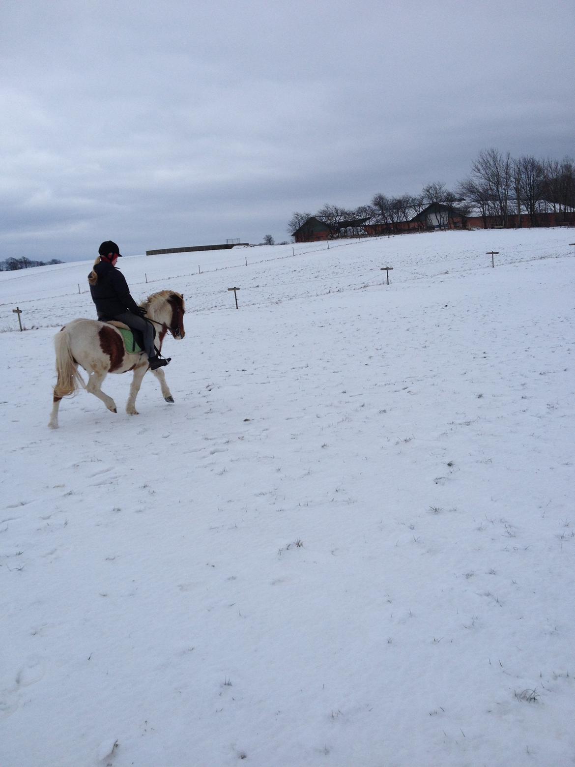 Anden særlig race Grøn Tuborg - Fri trav billede 4
