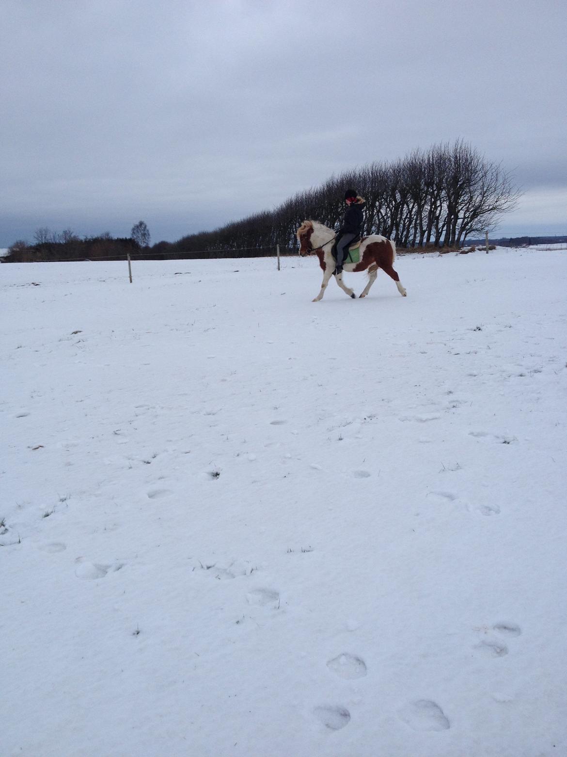 Anden særlig race Grøn Tuborg billede 5