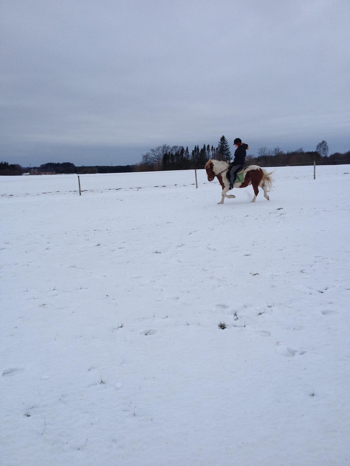 Anden særlig race Grøn Tuborg billede 6