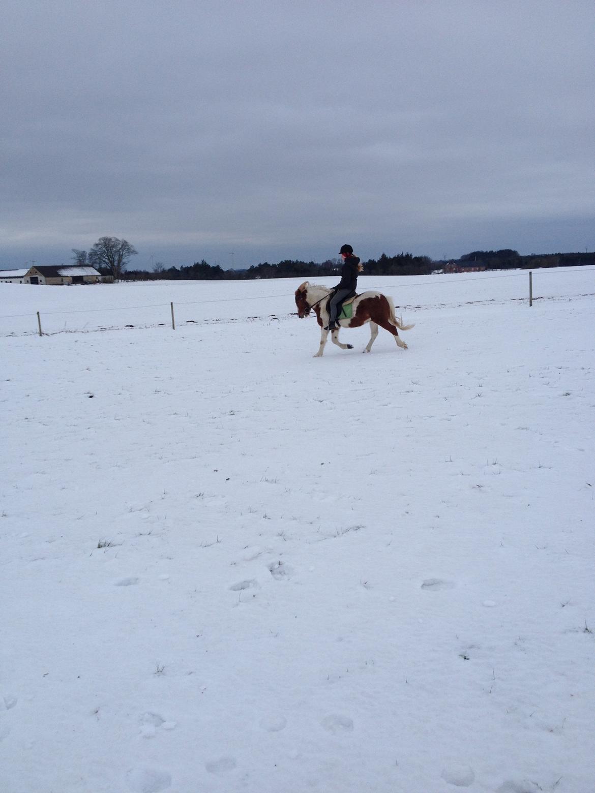 Anden særlig race Grøn Tuborg billede 7