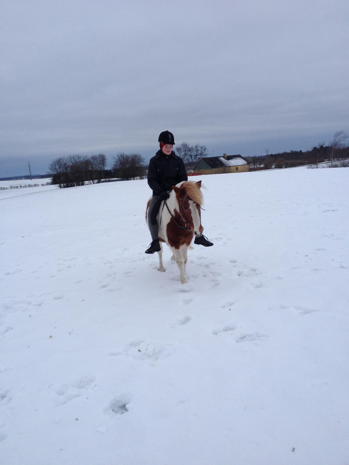 Anden særlig race Grøn Tuborg billede 8