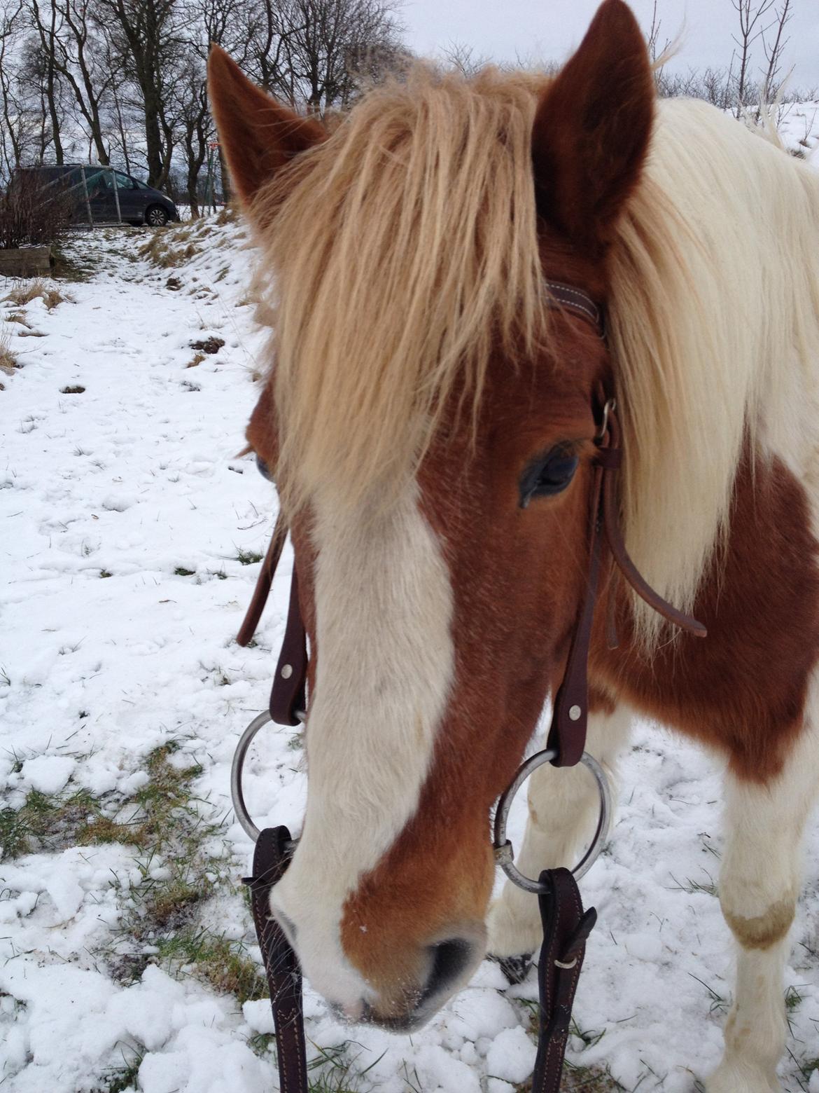 Anden særlig race Grøn Tuborg billede 11