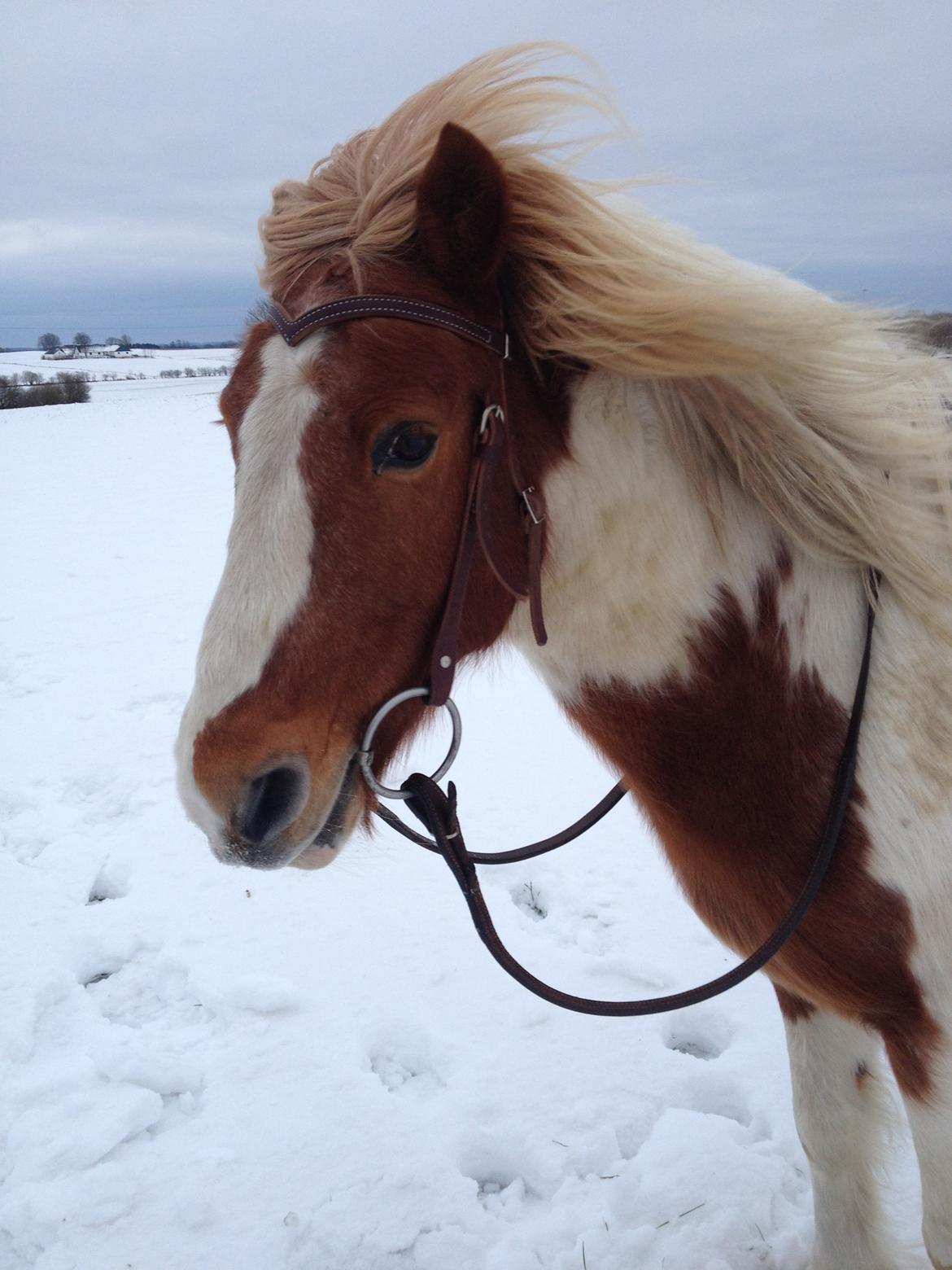 Anden særlig race Grøn Tuborg billede 12