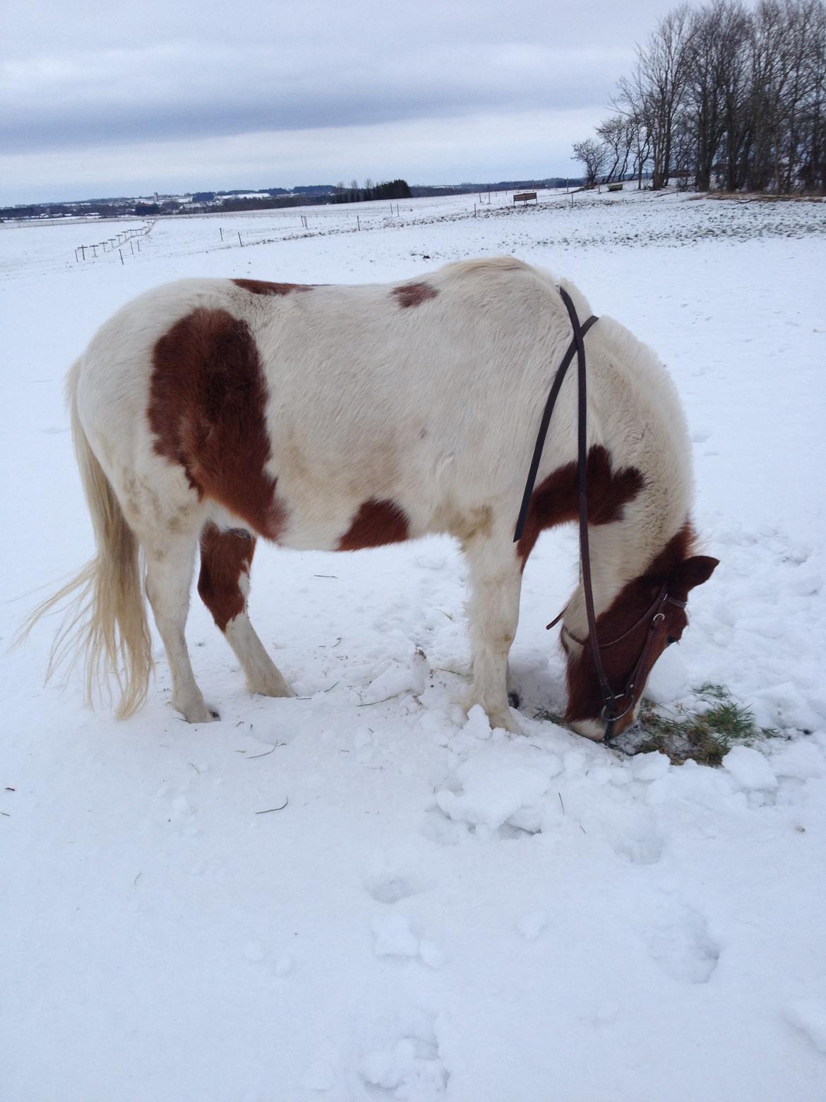 Anden særlig race Grøn Tuborg billede 13