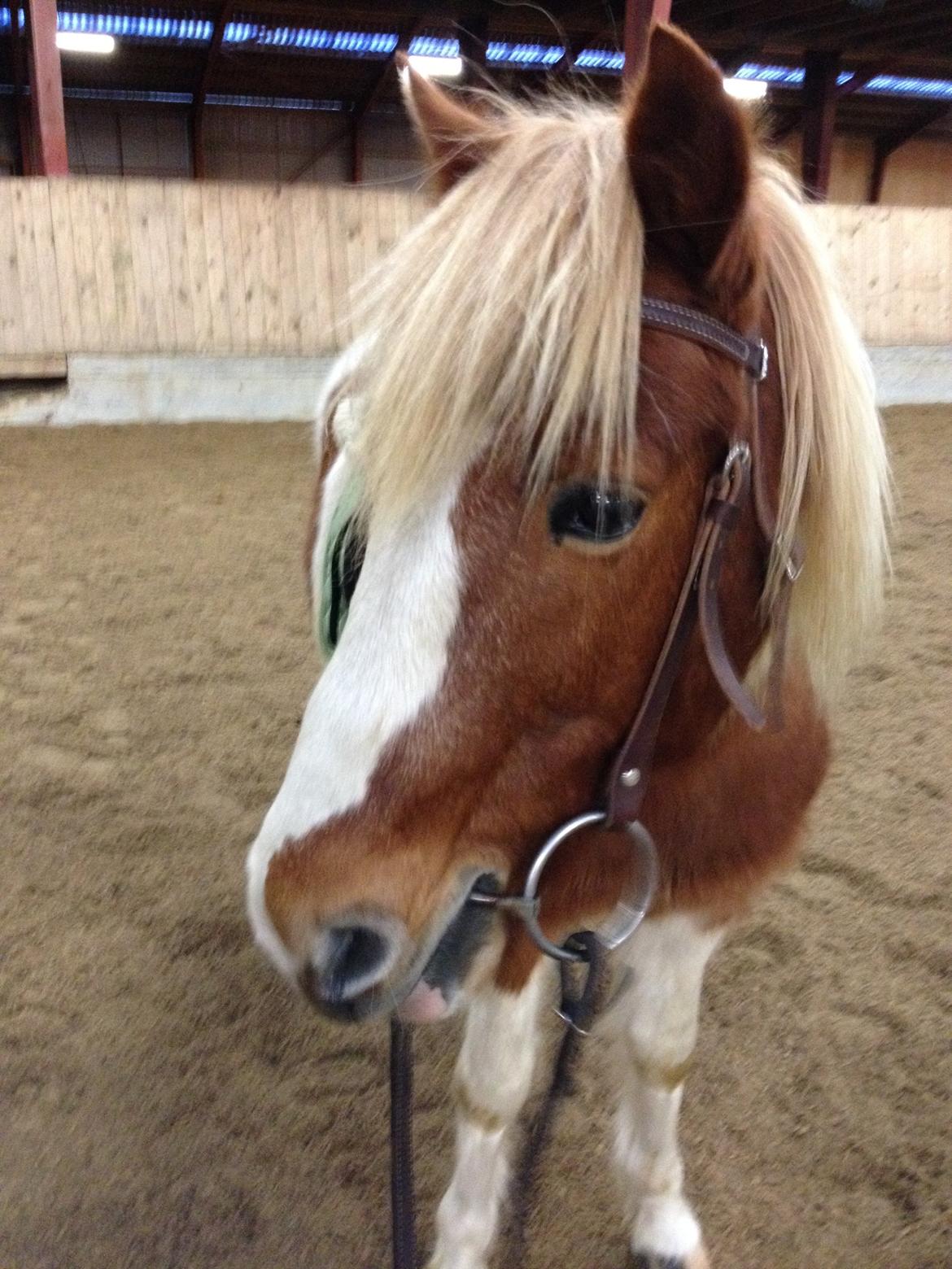 Anden særlig race Grøn Tuborg billede 14