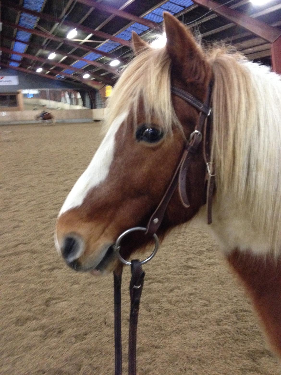 Anden særlig race Grøn Tuborg - Inde i ridehuset billede 2