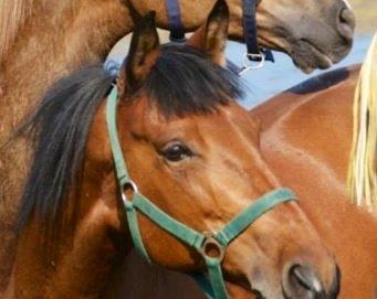 Anden særlig race Rosa billede 14