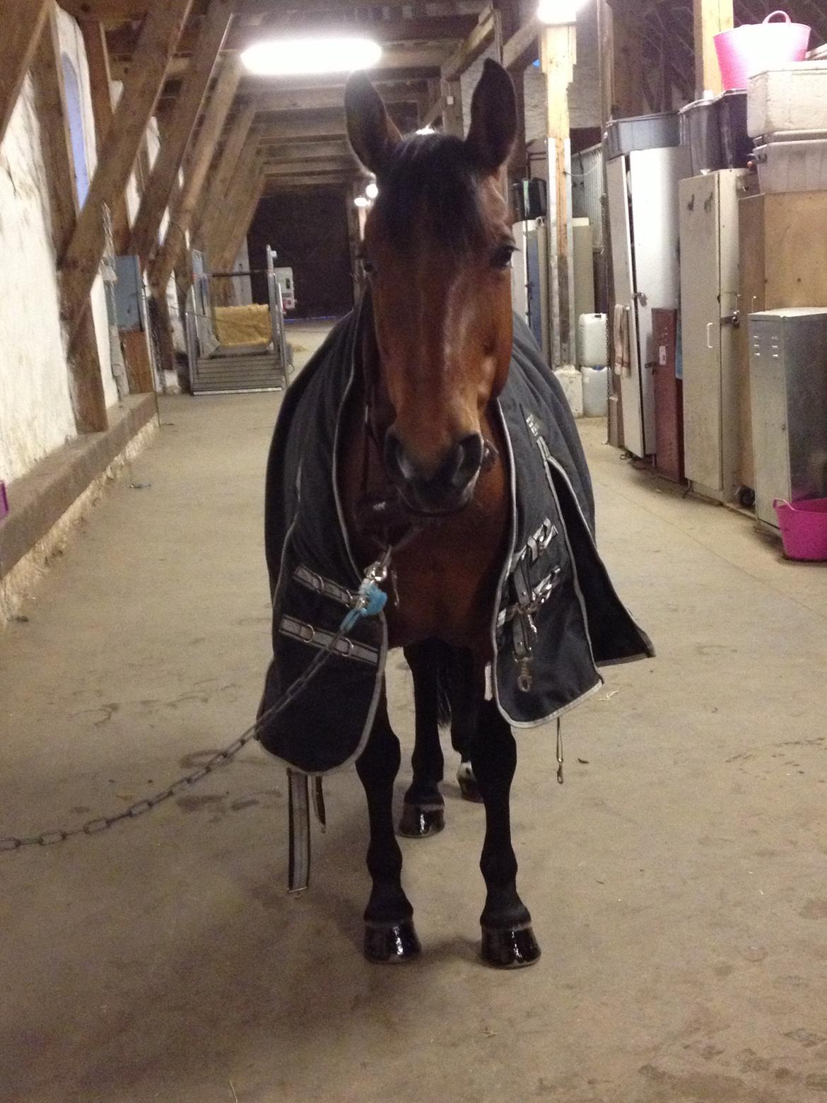 Anden særlig race Rosa billede 16