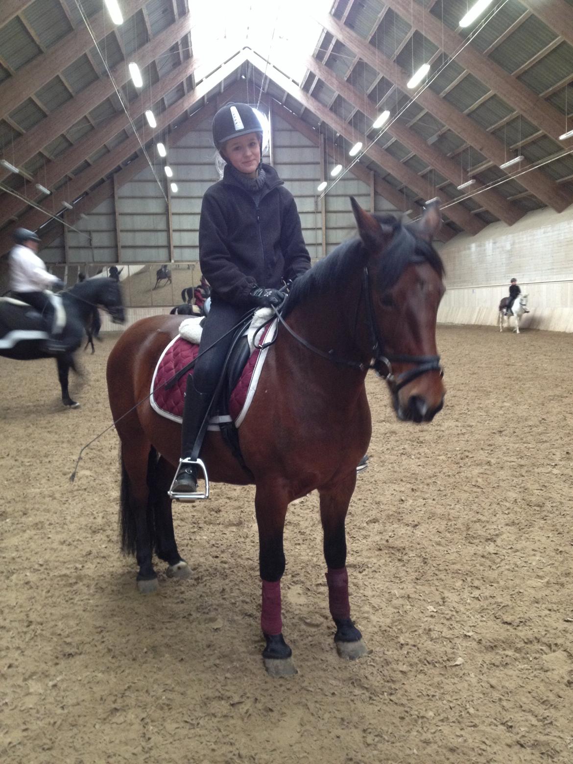 Anden særlig race Rosa billede 17