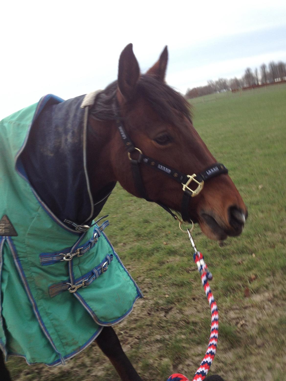 Anden særlig race Rosa billede 18