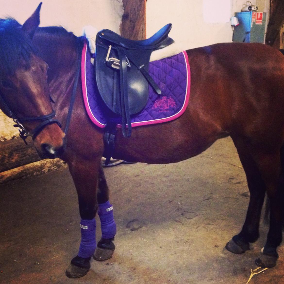 Anden særlig race Rosa billede 19