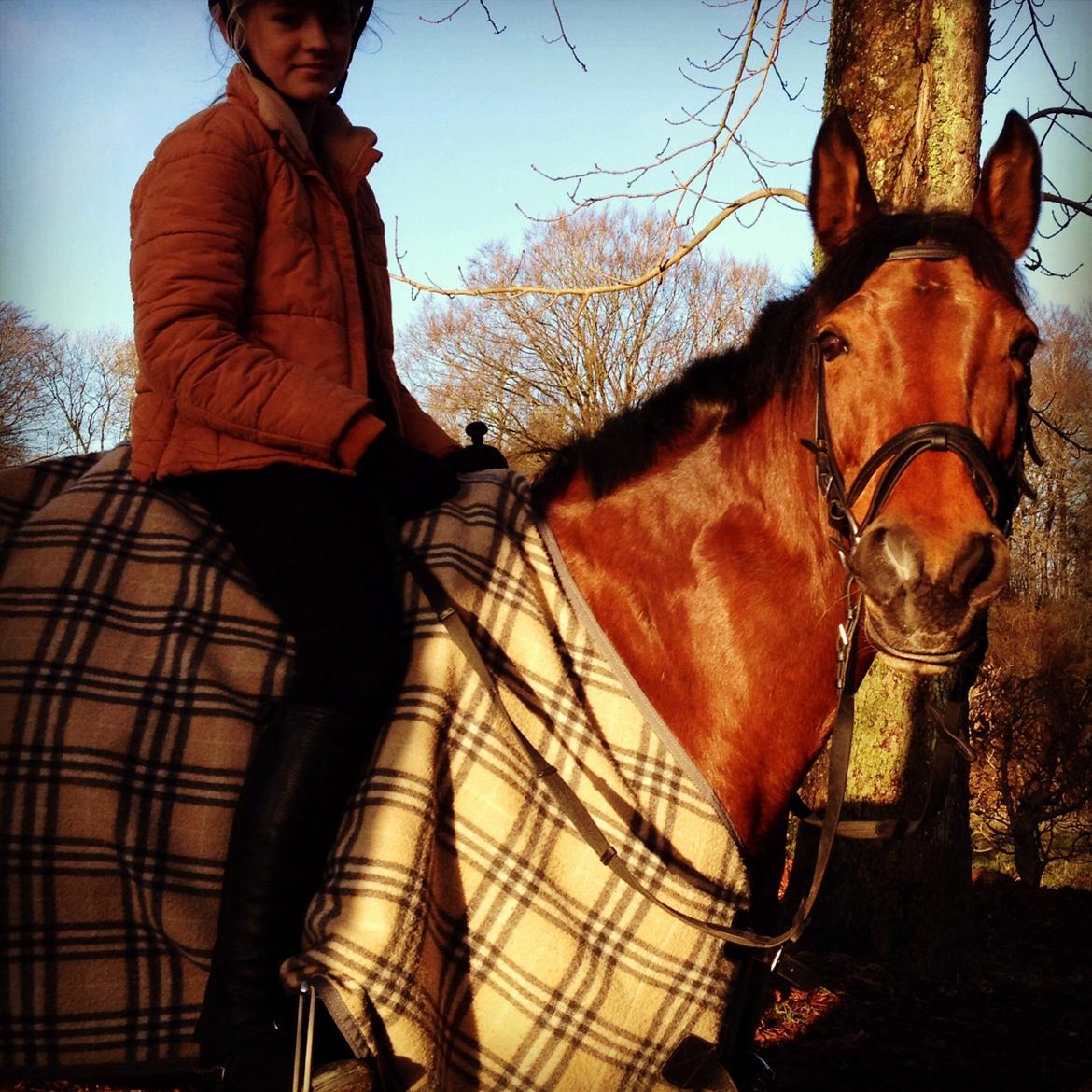 Anden særlig race Rosa billede 20