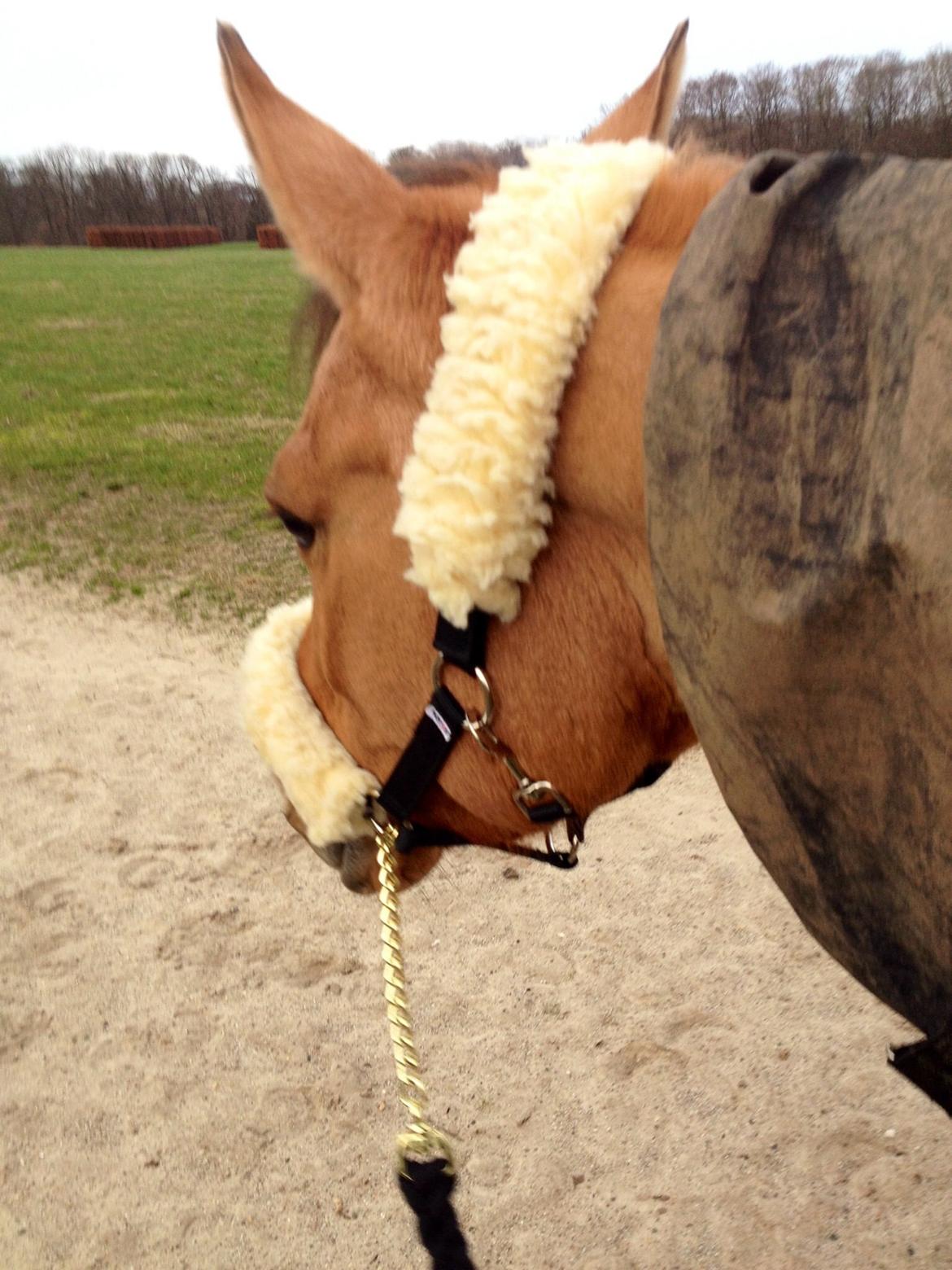 Anden særlig race Labina Suprise billede 13