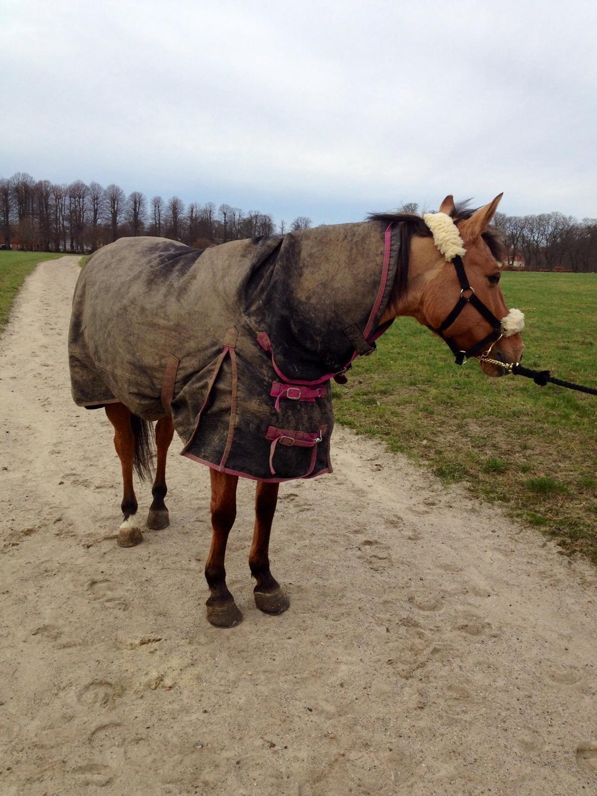 Anden særlig race Labina Suprise billede 14