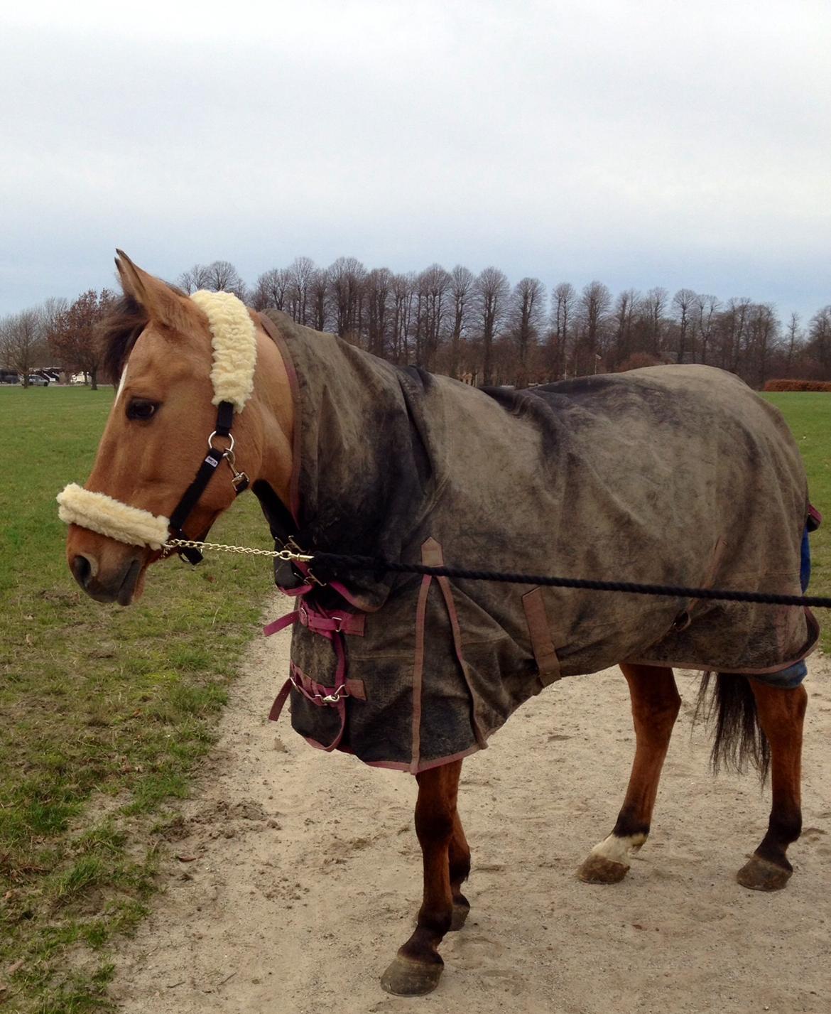 Anden særlig race Labina Suprise billede 3