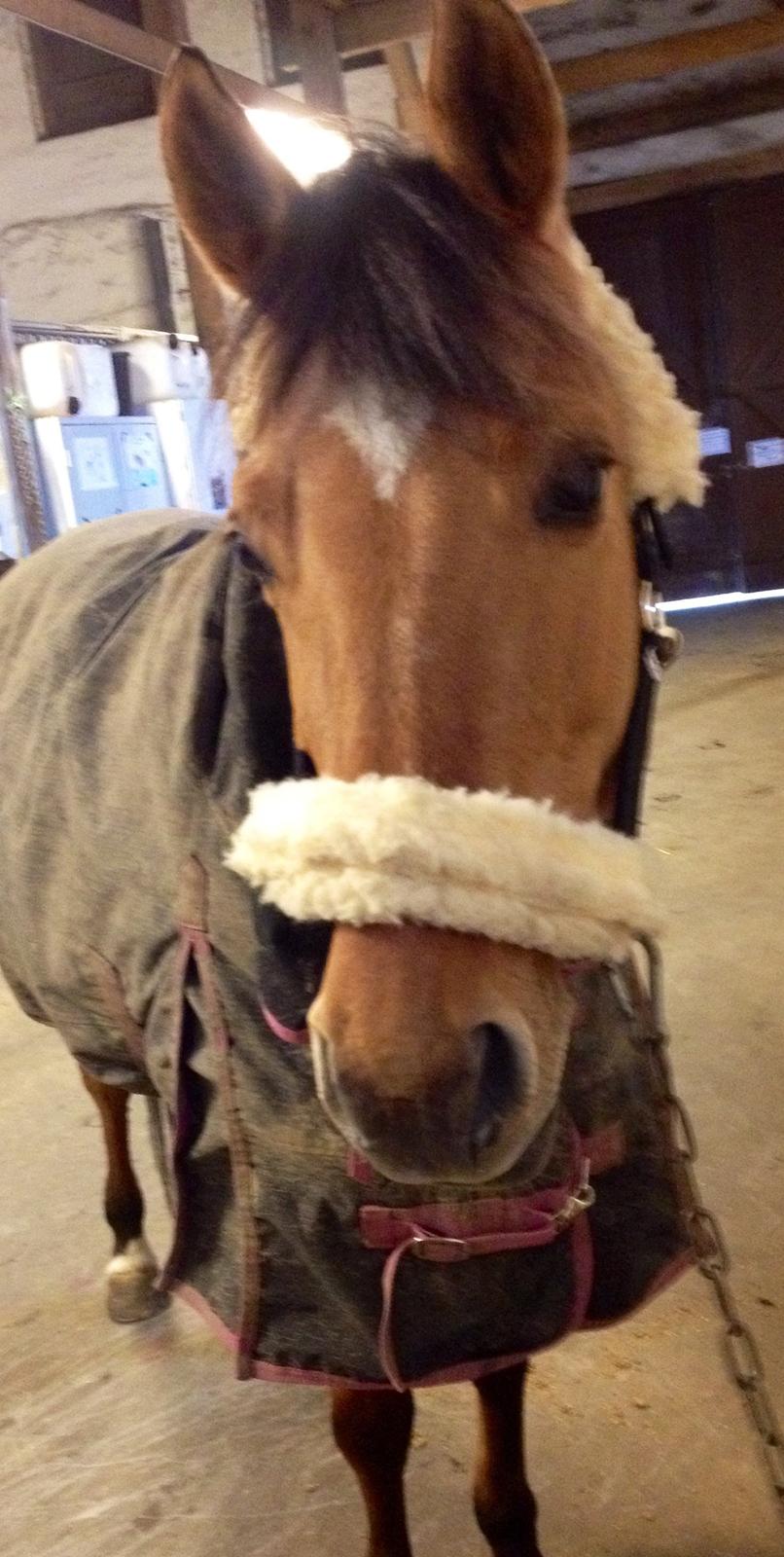 Anden særlig race Labina Suprise billede 10