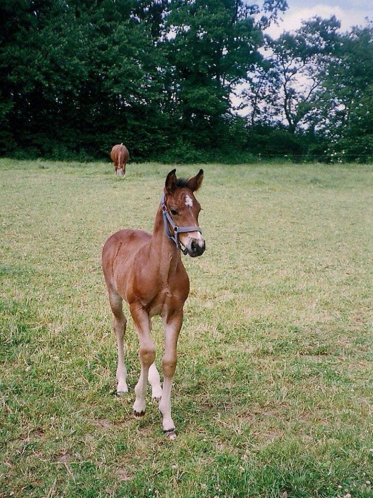 DSP Kenobi - lille nobs som bette O:) billede 9