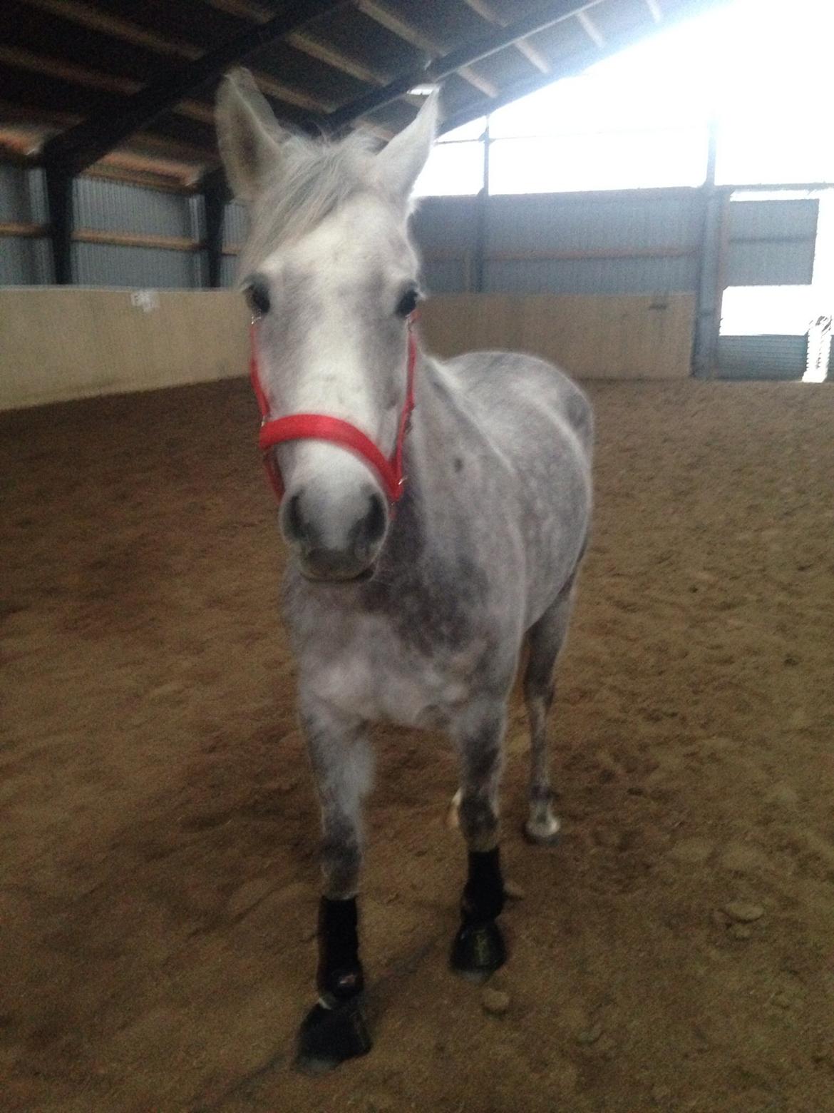 Arabisk fuldblod (OX) Cassie ox billede 21