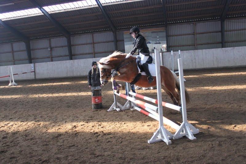 Haflinger Kim Van de mini Hoeve - Stævne 2012. billede 14