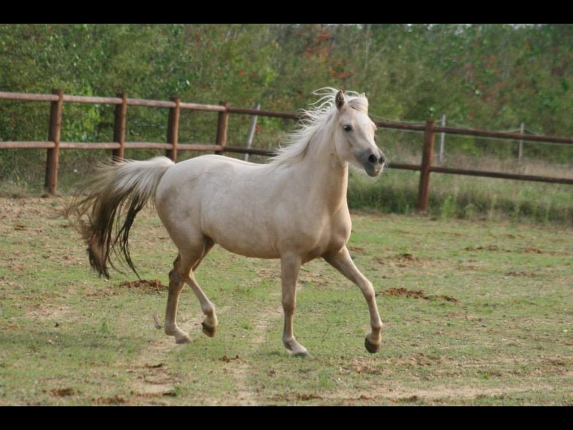 Welsh Partbred (Sec F) Magnificent Mila billede 22