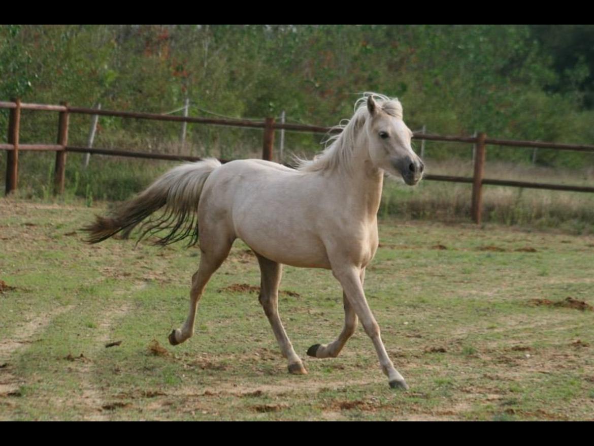 Welsh Partbred (Sec F) Magnificent Mila billede 23