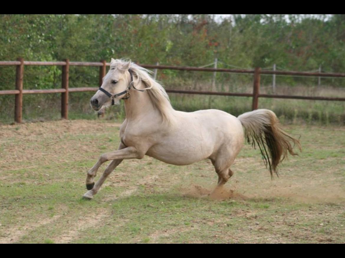 Welsh Partbred (Sec F) Magnificent Mila billede 24