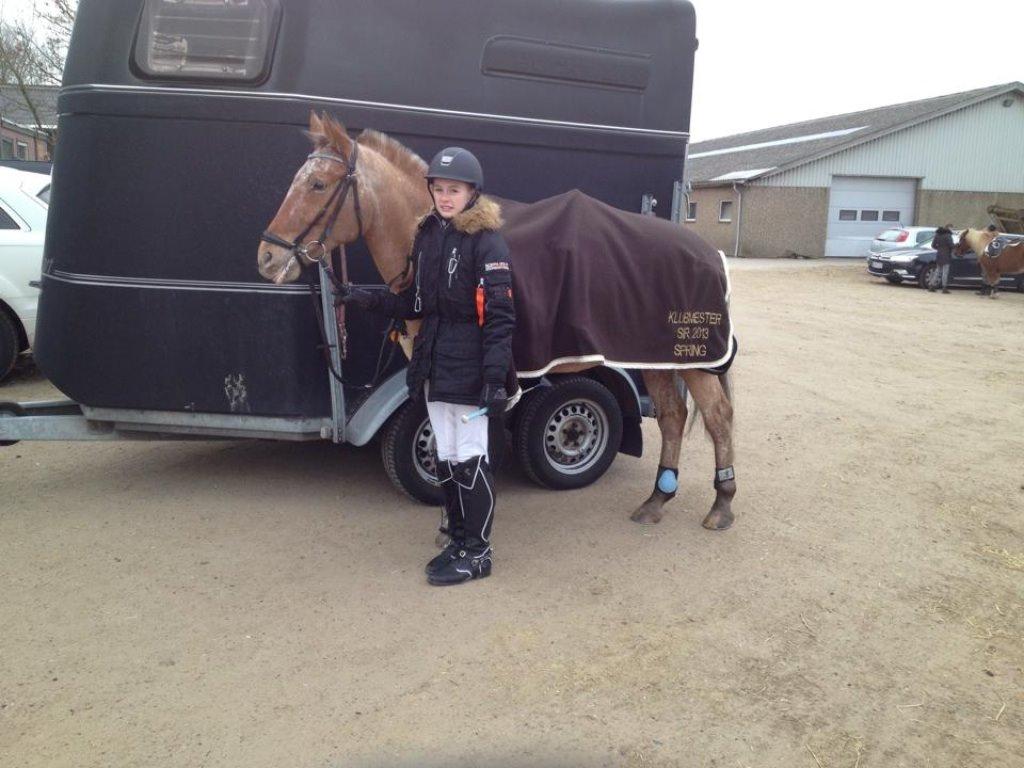 Knabstrupper Skovgårdens Rollo<3 billede 11