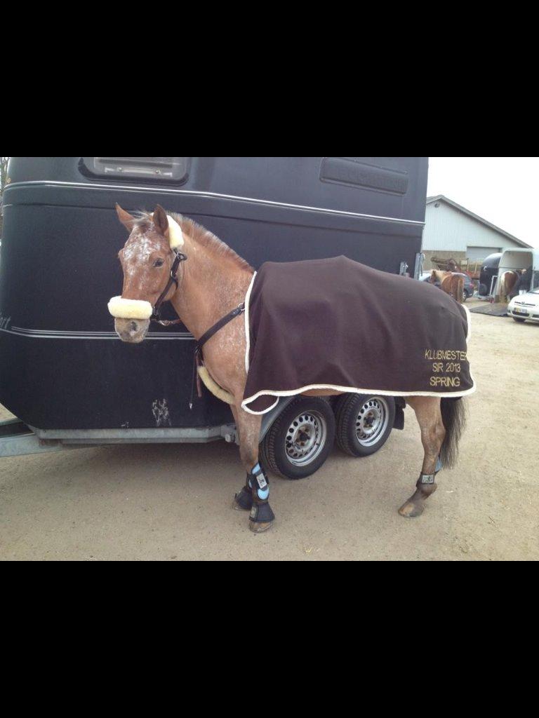 Knabstrupper Skovgårdens Rollo<3 billede 14