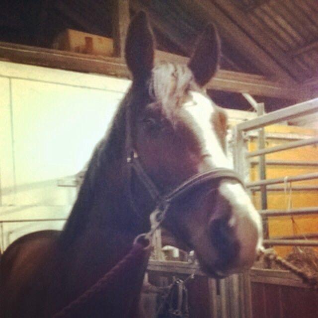 Holstener Hegngaards Quark billede 4