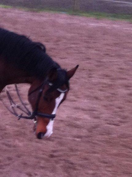 Holstener Hegngaards Quark billede 6