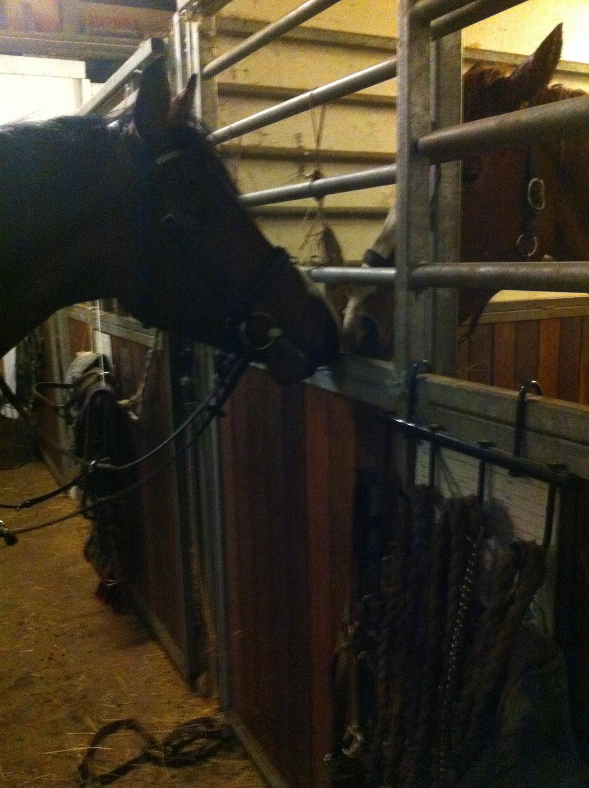 Holstener Hegngaards Quark billede 17