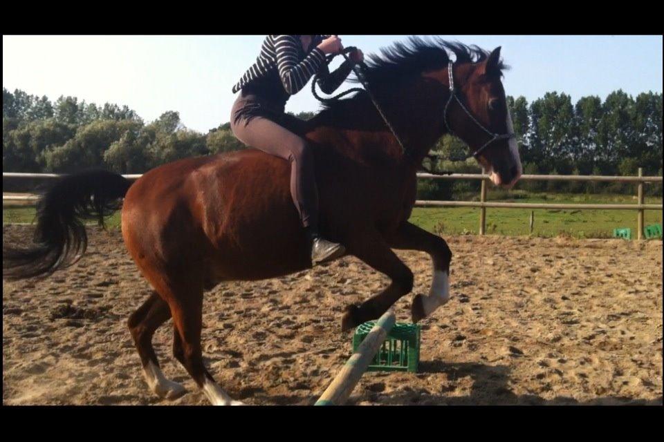 Anden særlig race Chinook - Hyggeridning, hop :-) ved forresten ikke lige hvad mine hænder laver oppe i luften? billede 20