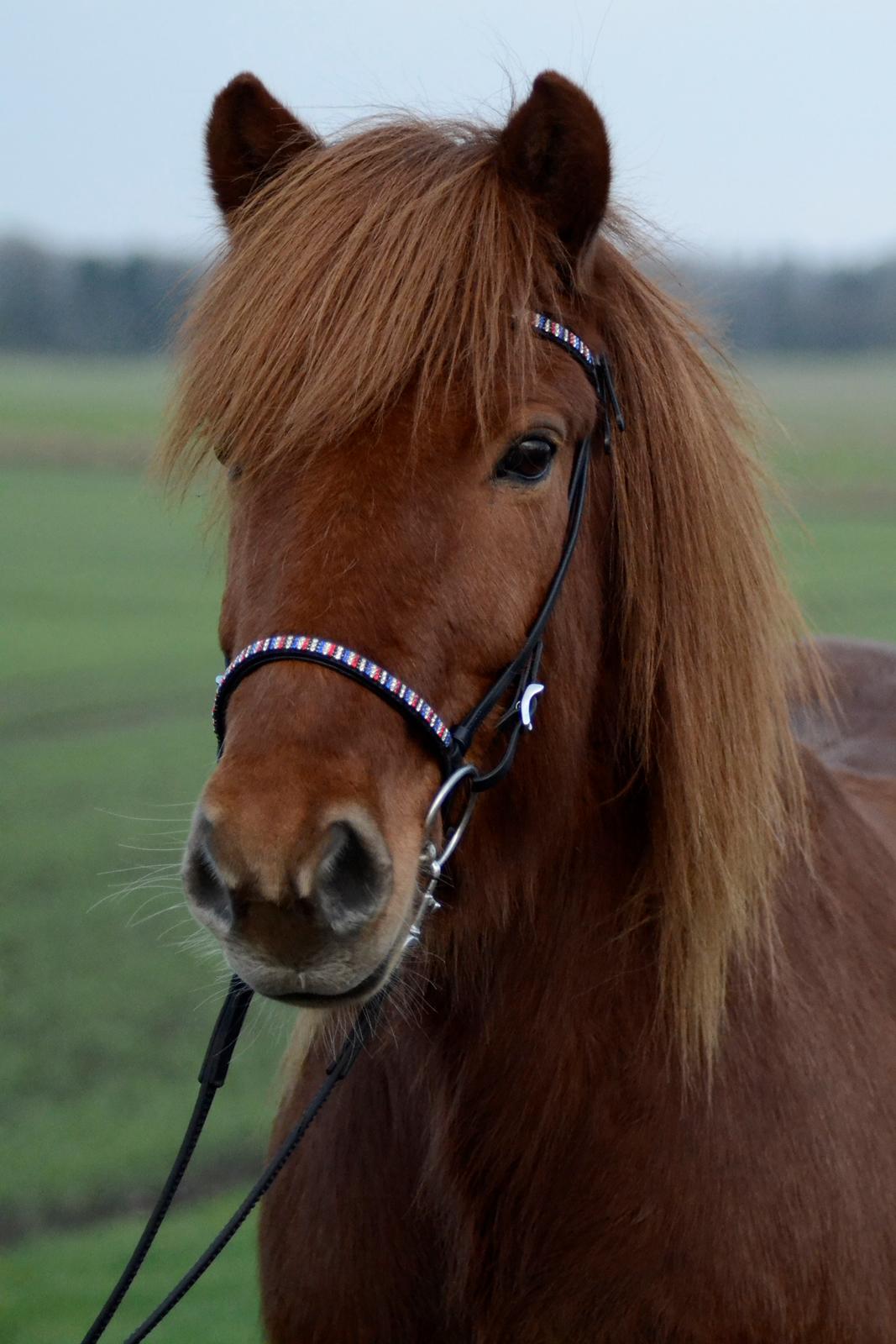 Islænder Fafnir fra Højbo - Smukkeste Fafnir <3 billede 1