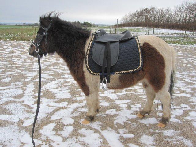 Anden særlig race Ministar`s Iceblue Sigurd billede 21