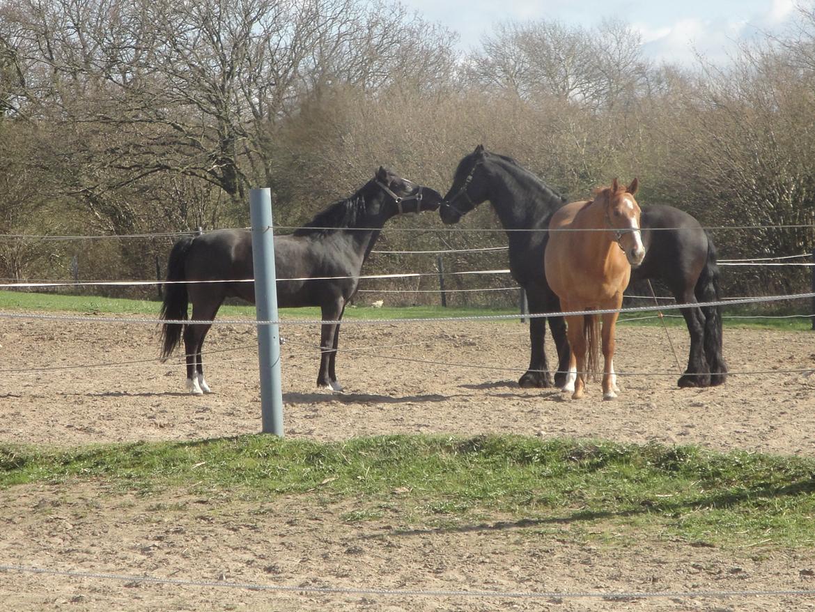 Welsh Cob (sec D) Solvanggårds Diadem SOLGT billede 24