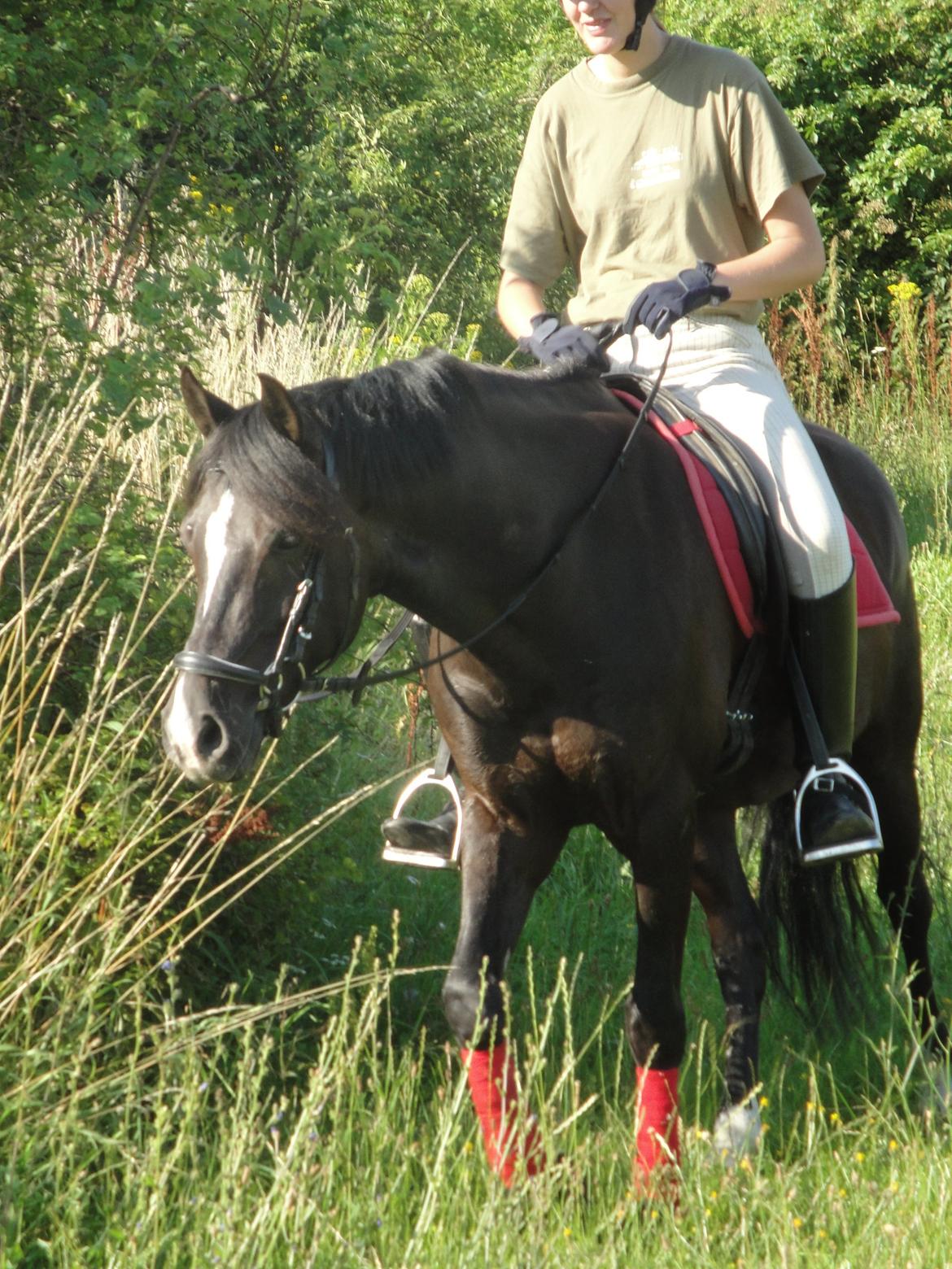 Welsh Cob (sec D) Solvanggårds Diadem SOLGT billede 25